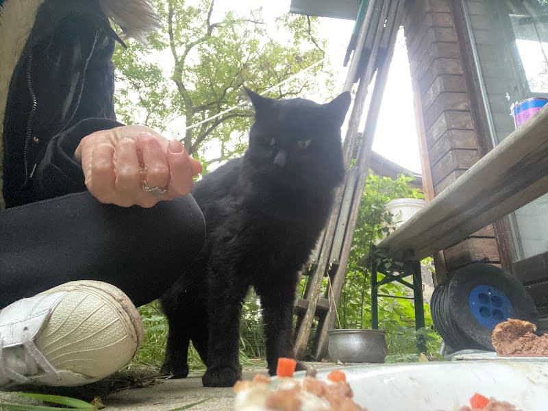 Chat Minou de Tania