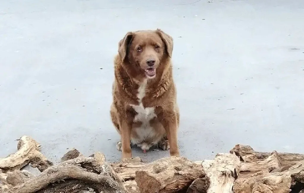 Bobi chien