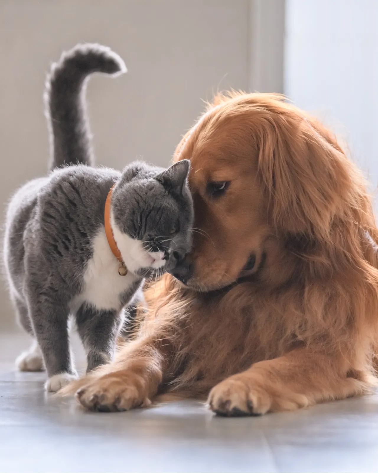 Chiens et chats