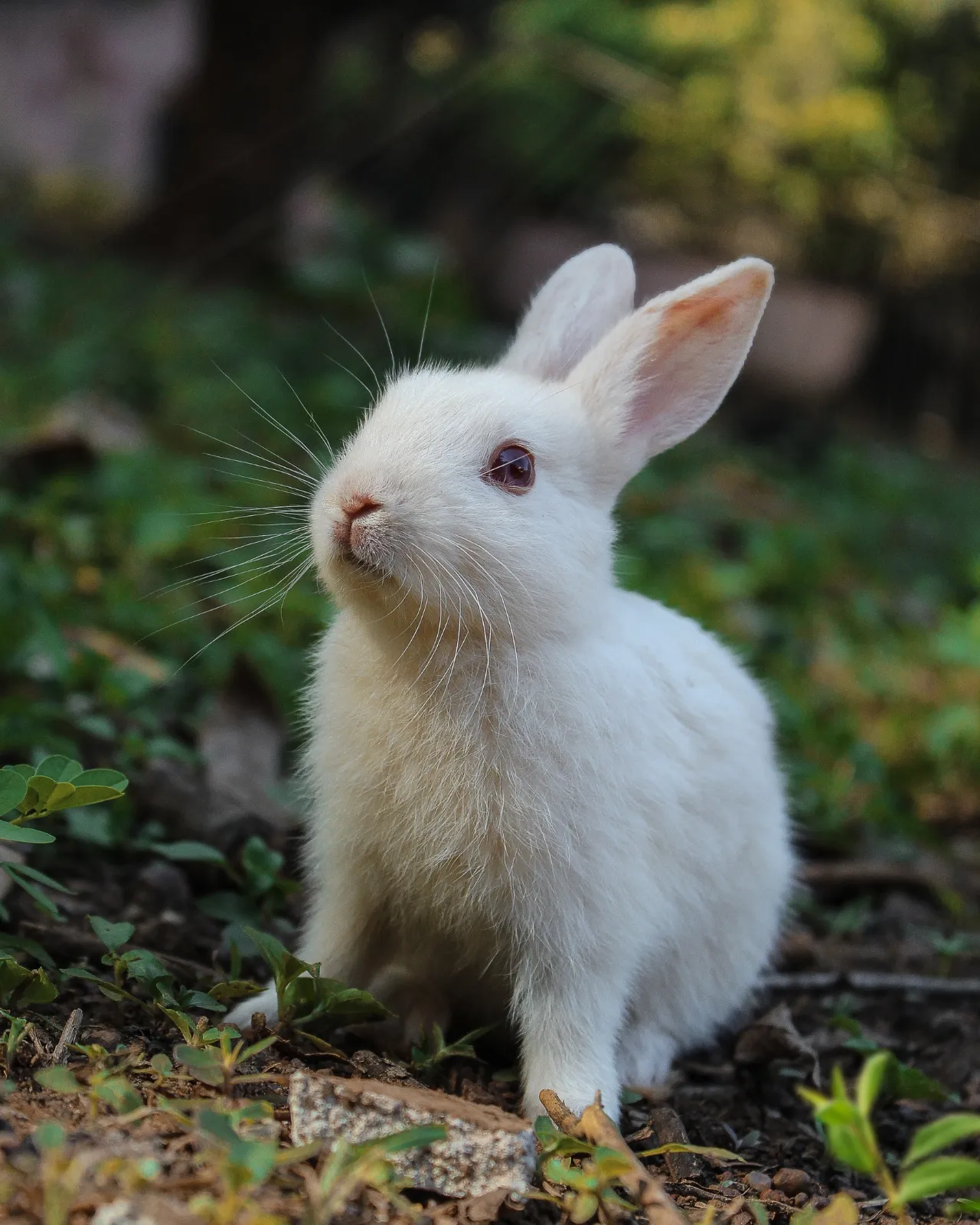 Petits animaux