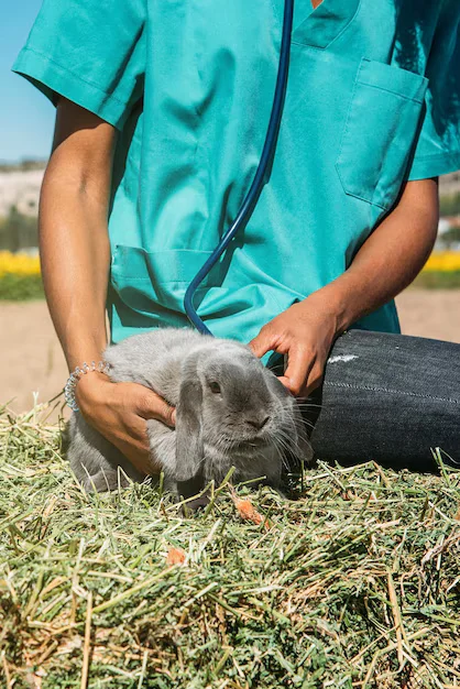 Médicament dangereux pour lapin